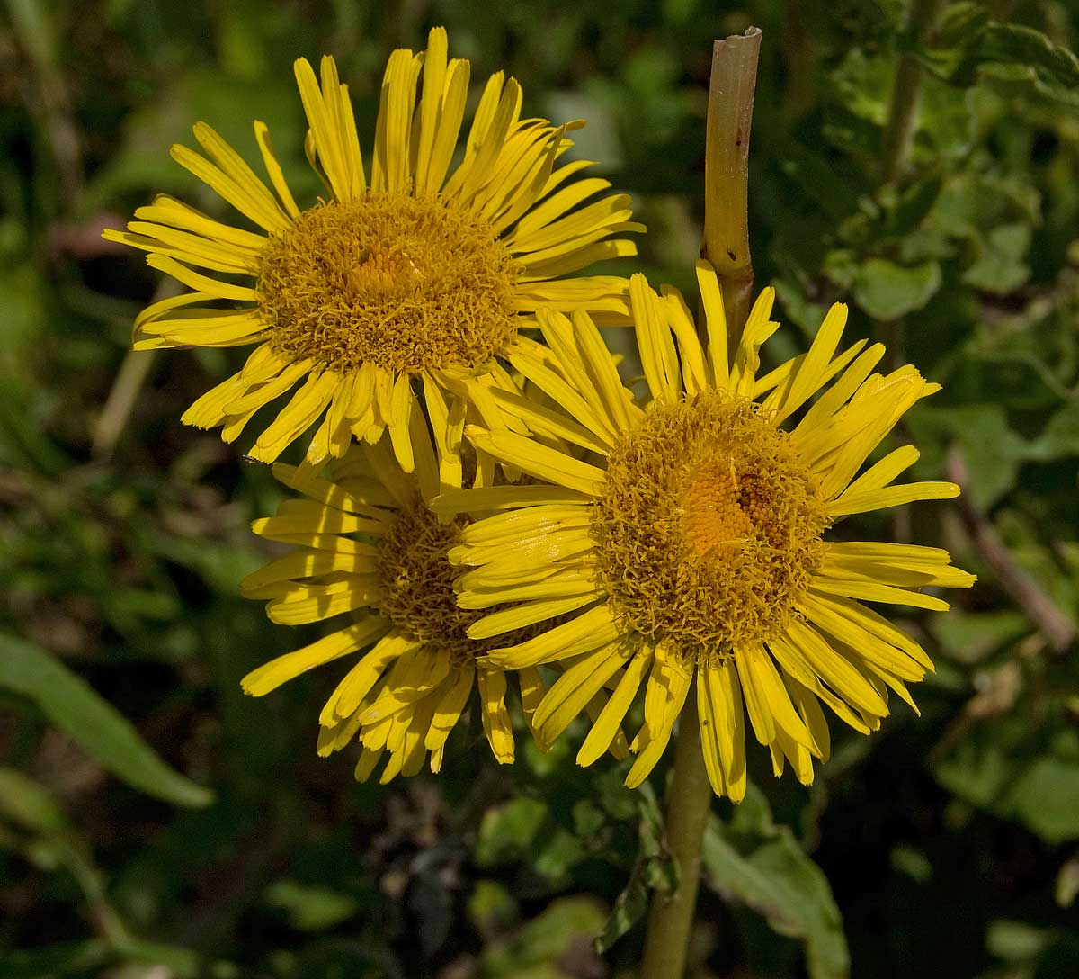 Изображение особи Inula britannica.