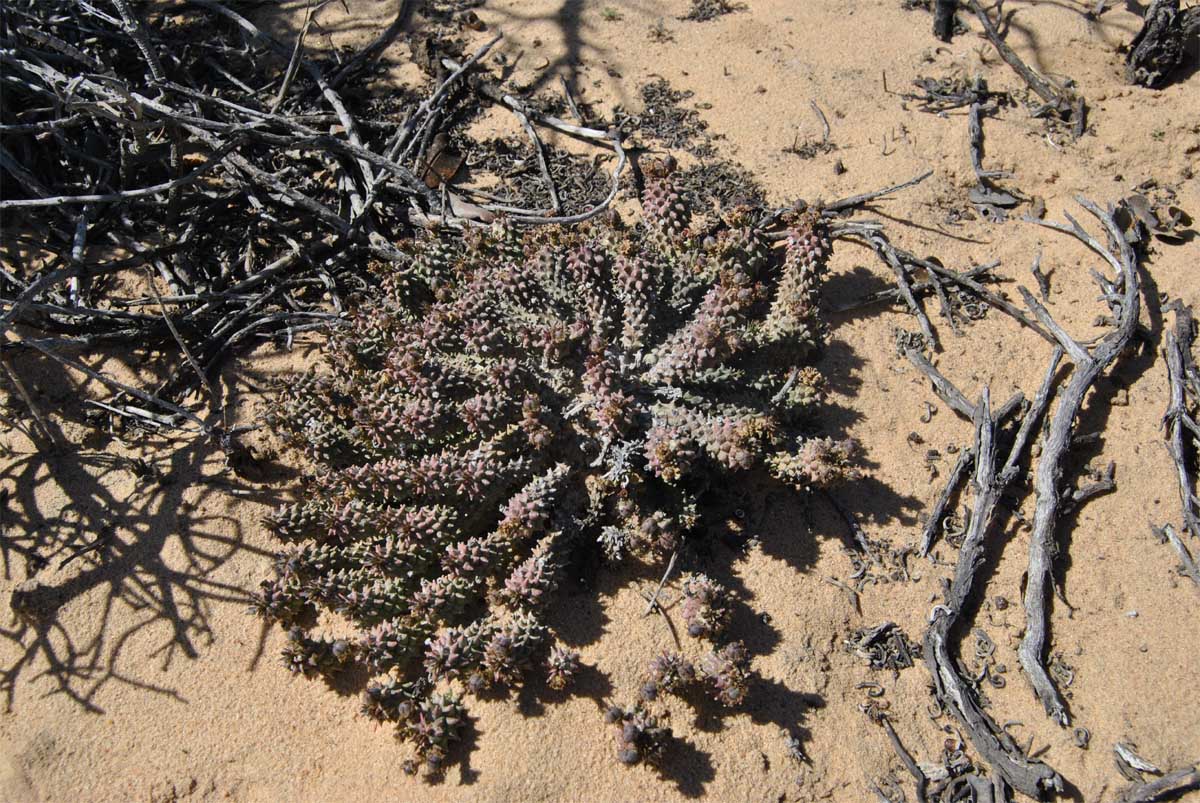 Image of Euphorbia caput-medusae specimen.