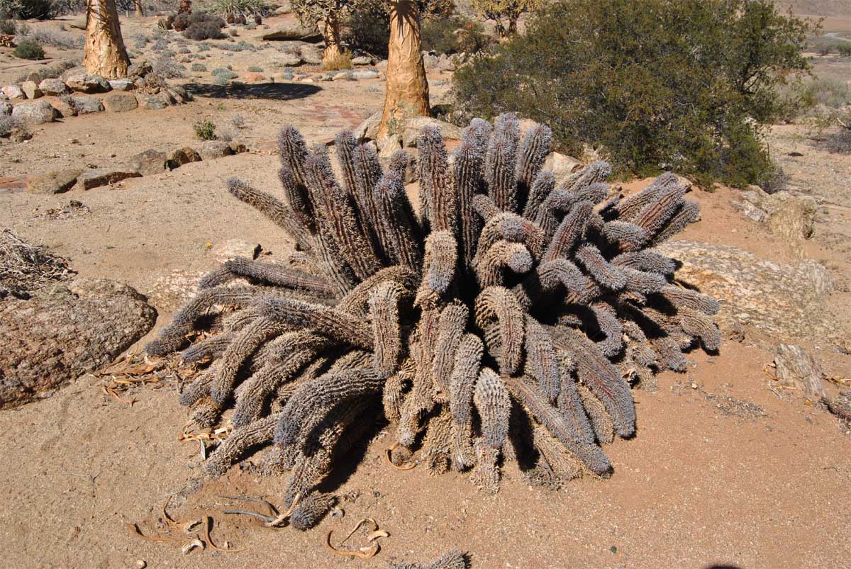 Image of Euphorbia pillansii specimen.