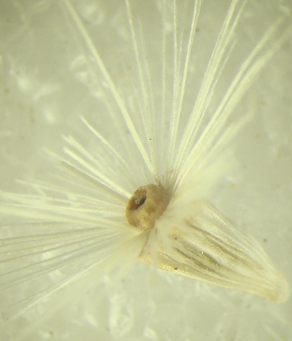 Image of Jurinea ewersmannii specimen.