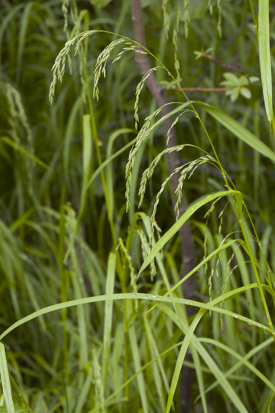 Image of Glyceria lithuanica specimen.