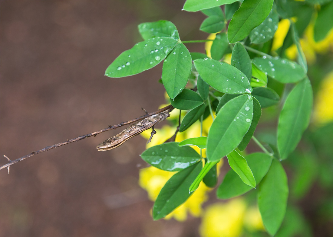 Изображение особи Laburnum anagyroides.