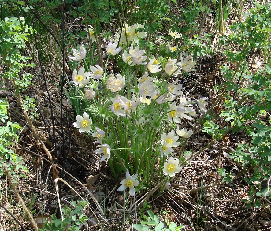 Image of Pulsatilla orientali-sibirica specimen.