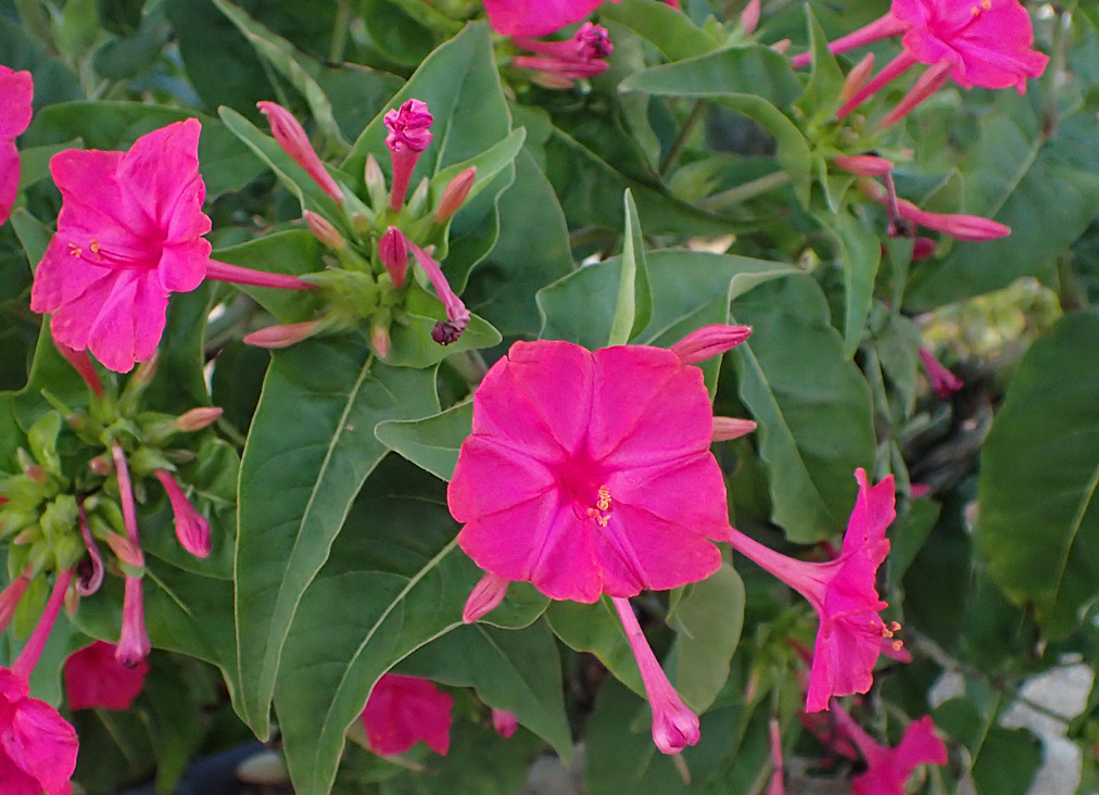 Image of Mirabilis jalapa specimen.
