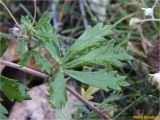 Potentilla argentea. Часть побега. Украина, г. Николаев, Заводской р-н, парк \"Лески\", опушка соснового леса. 23.12.2017.