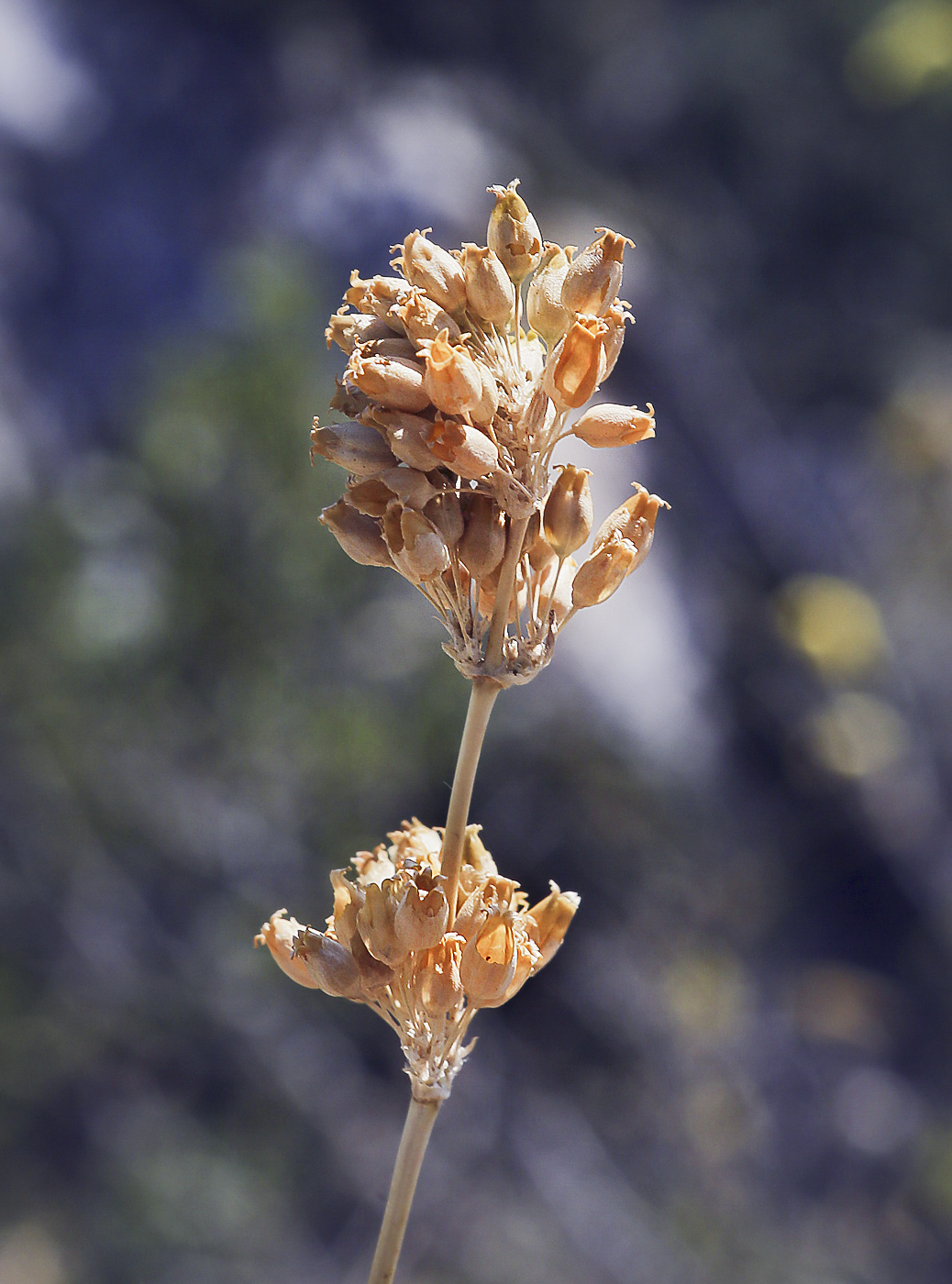 Image of Silene densiflora specimen.