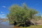 genus Salix. Взрослый кустарник. Монголия, аймак Увс, долина р. Бохморон-Гол, ≈ 1500 м н.у.м., пойменная терраса. 12.06.2017.