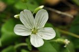 Cerastium pauciflorum. Цветок. Приморский край, Уссурийский гор. округ, окр. с. Монакино, дно оврага в широколиственном лесу. 04.06.2017.