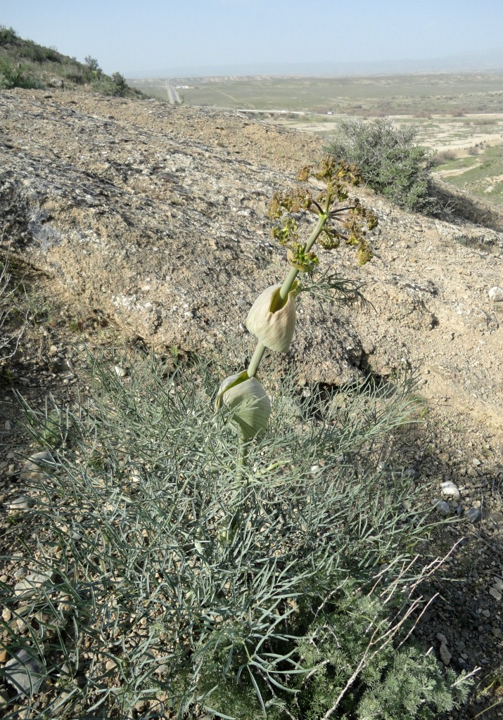 Image of Ferula oopoda specimen.