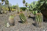 Ferocactus wislizeni