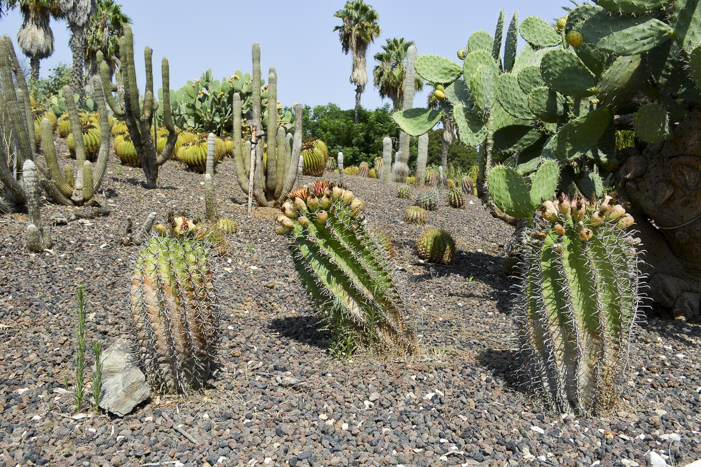 Изображение особи Ferocactus wislizeni.