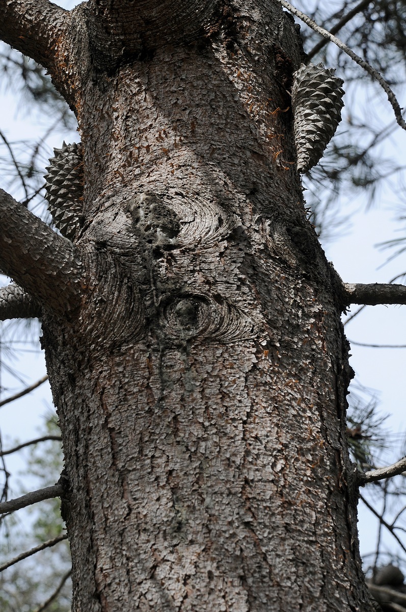Изображение особи Pinus attenuata.