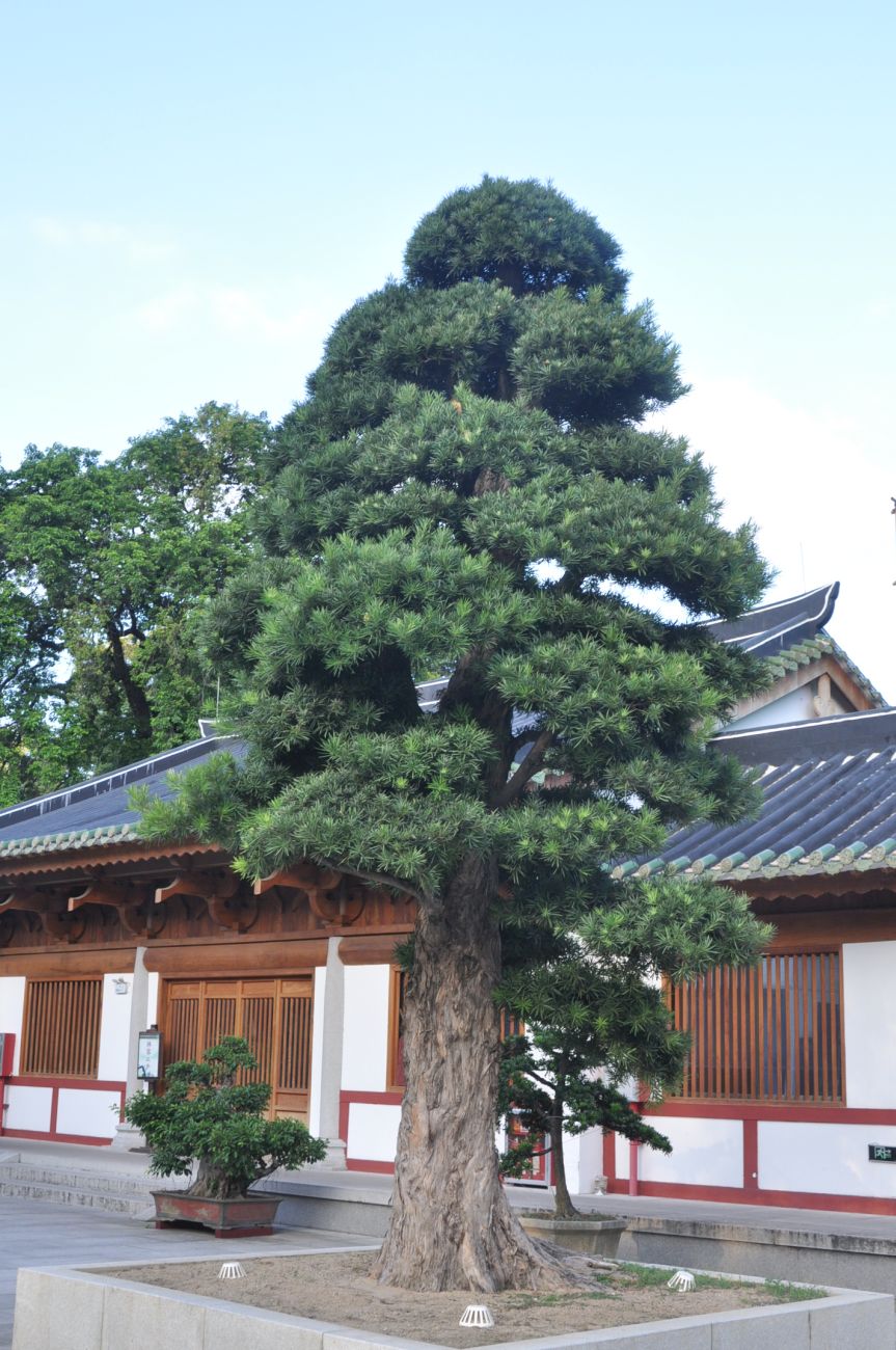 Image of Podocarpus macrophyllus specimen.