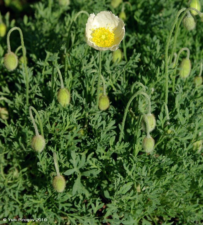 Image of Papaver alpinum specimen.