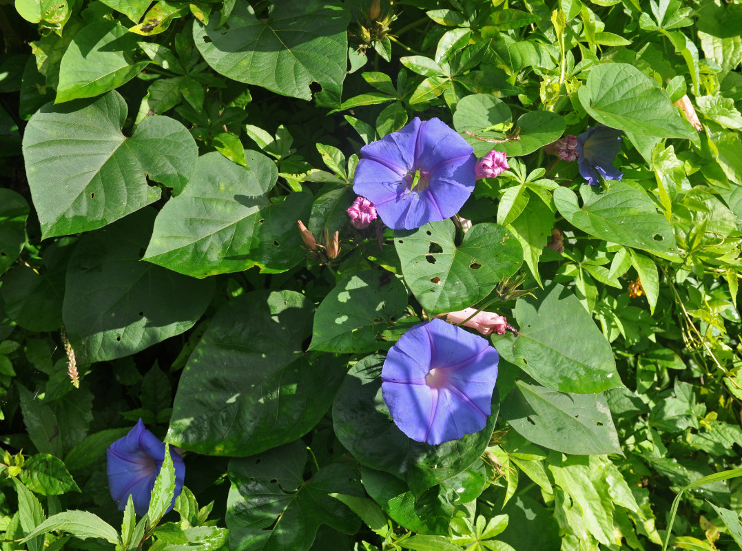 Изображение особи Ipomoea purpurea.