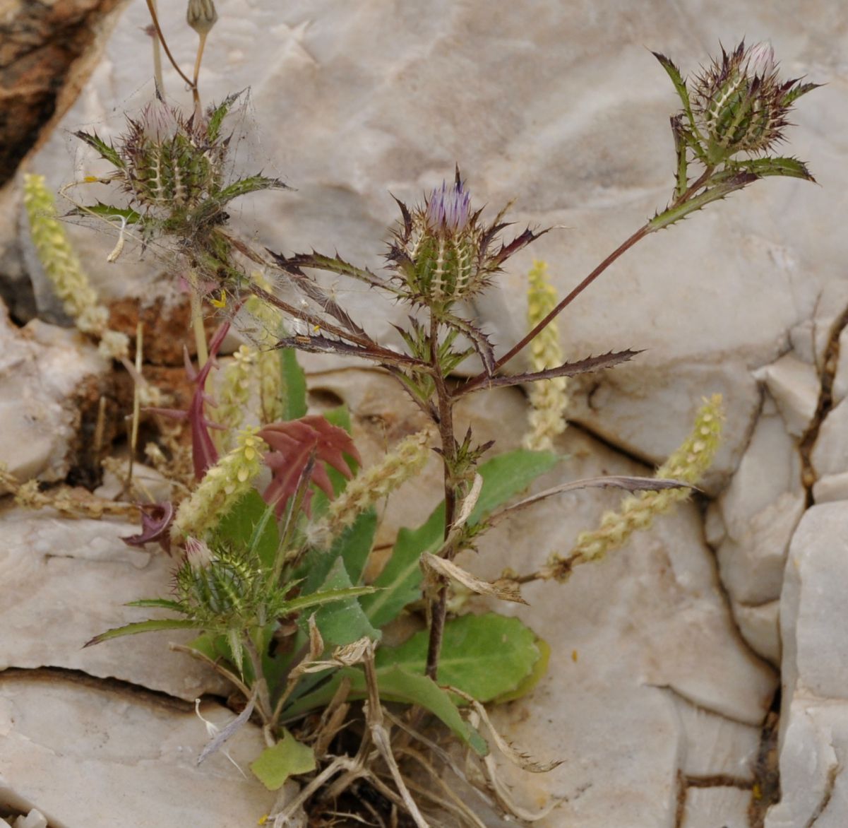 Image of Atractylis cancellata specimen.