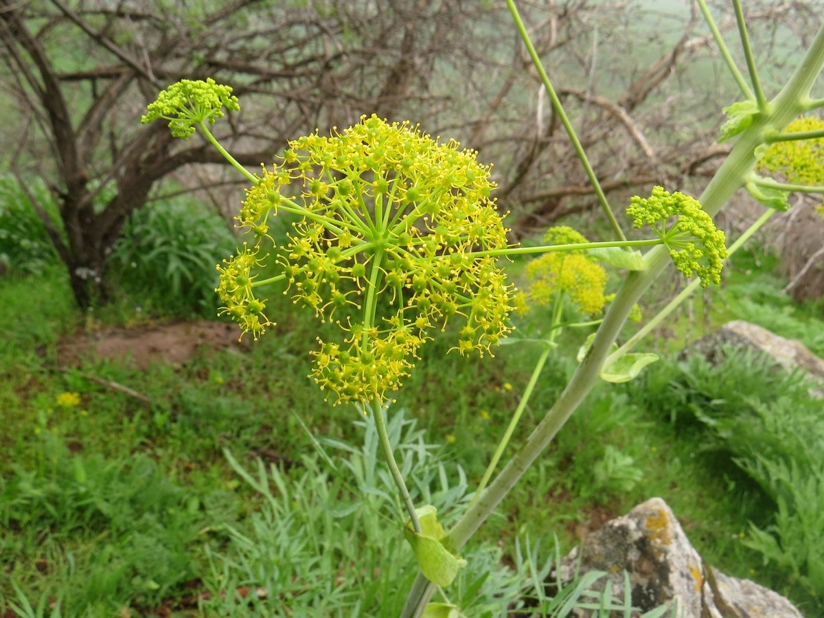 Изображение особи Ferula clematidifolia.