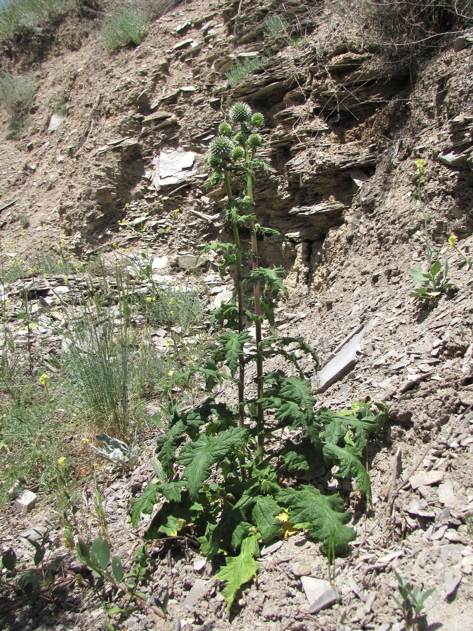 Image of Echinops sphaerocephalus specimen.