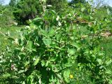 Lonicera caprifolium