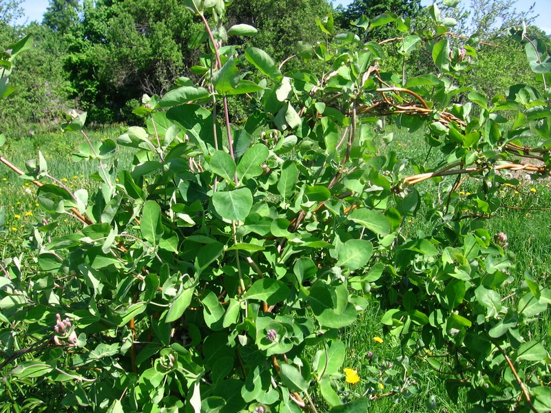 Image of Lonicera caprifolium specimen.