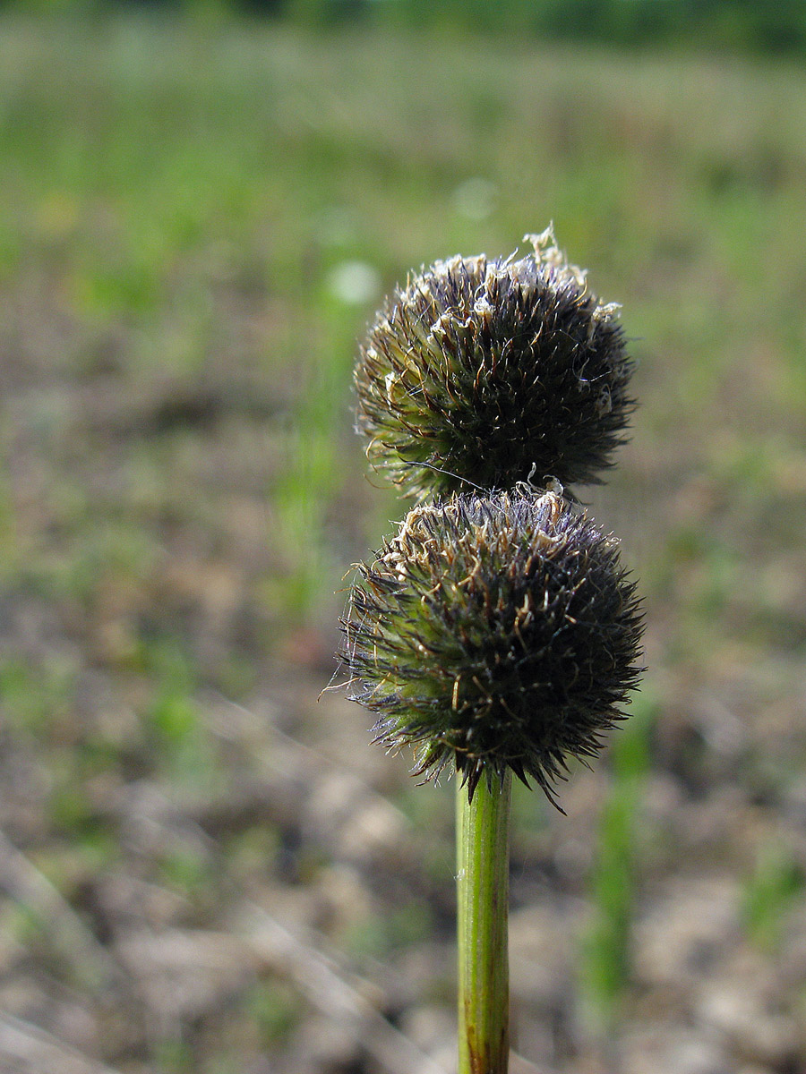 Image of Globularia bisnagarica specimen.