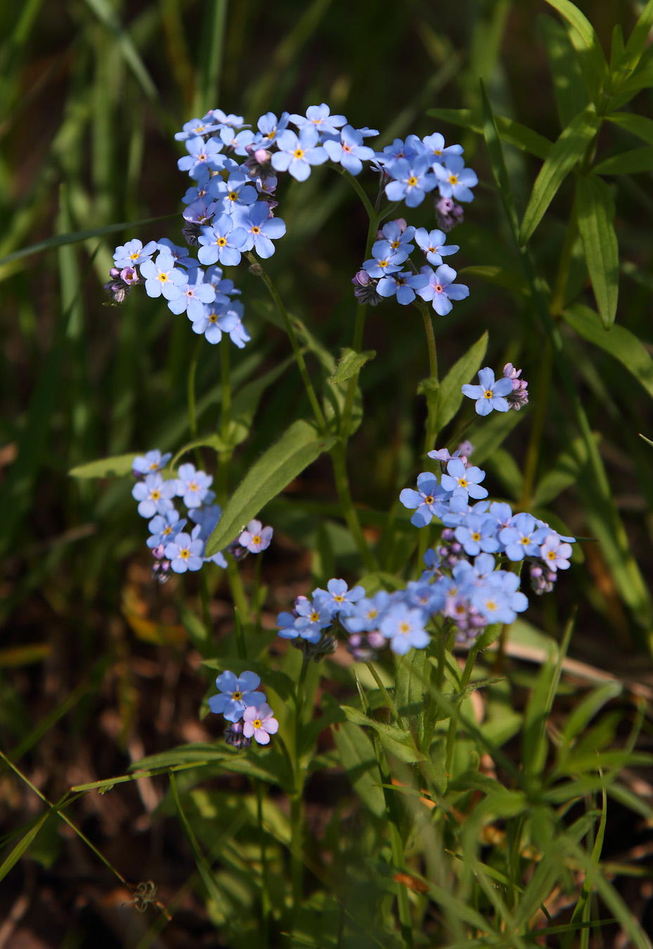 Image of Myosotis imitata specimen.