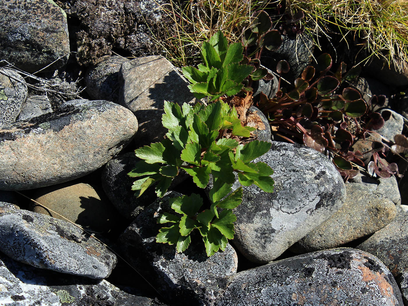 Image of Ligusticum scoticum specimen.