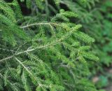 Picea orientalis