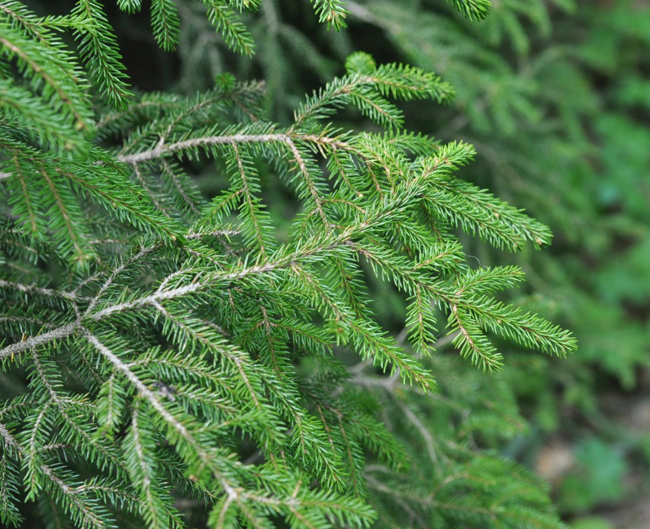 Image of Picea orientalis specimen.