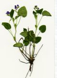 Viola rupestris