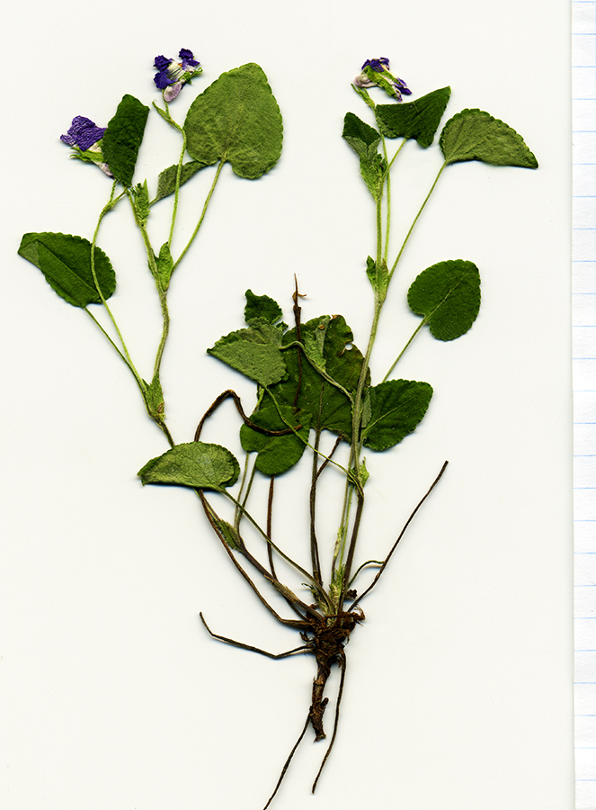 Изображение особи Viola rupestris.