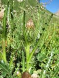 Cirsium rhizocephalum. Верхушка веточки с соцветиями. Кабардино-Балкария, Эльбрусский р-н, долина р. Ирикчат, ок. 2800 м н.у.м., субальпийский луг. 06.08.2018.