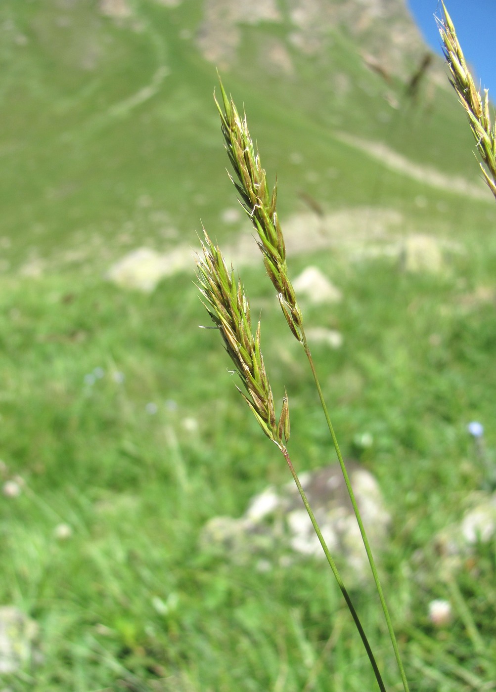 Изображение особи Anthoxanthum alpinum.