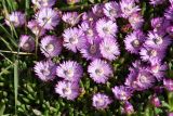 Ruschia lineolata