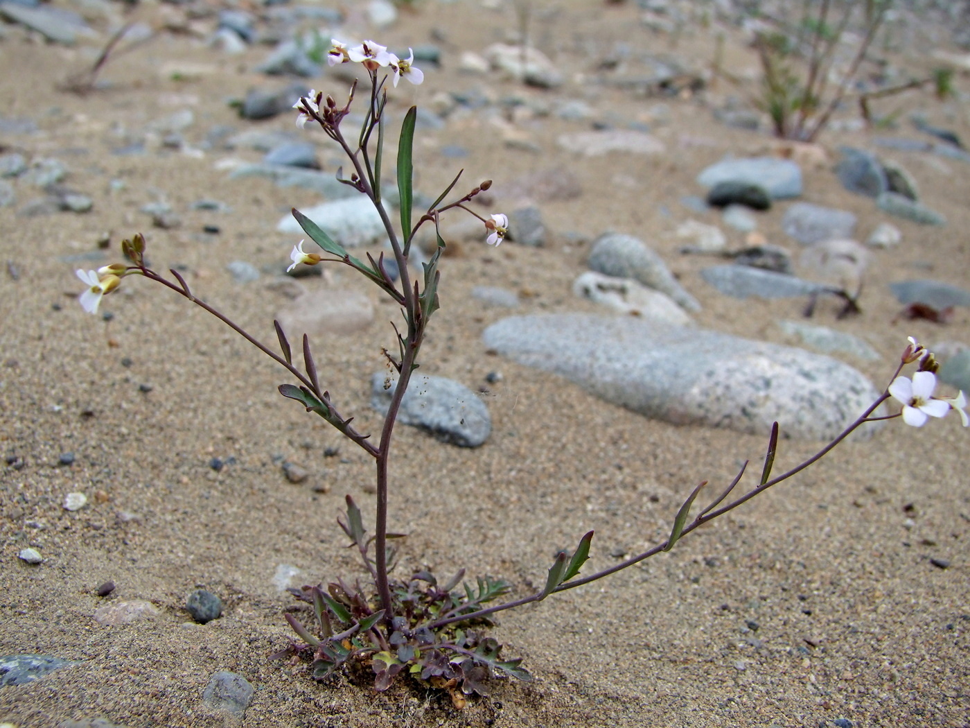 Изображение особи Arabidopsis lyrata.