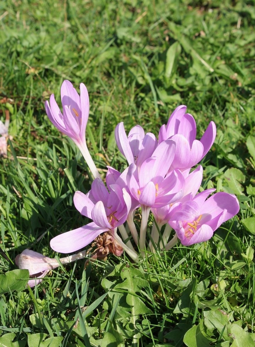 Image of Colchicum autumnale specimen.