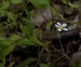 Moehringia lateriflora