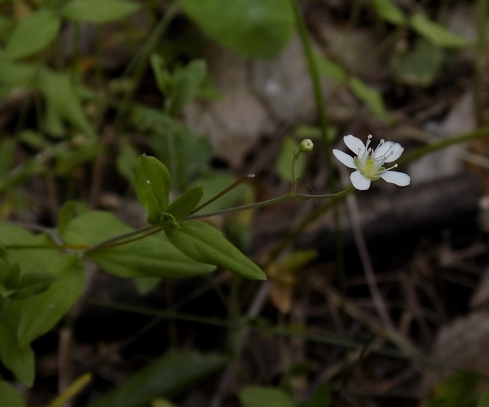 Image of Moehringia lateriflora specimen.