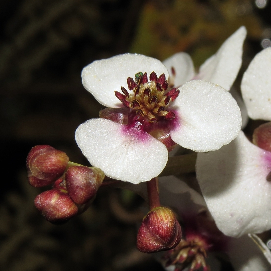 Изображение особи Sagittaria sagittifolia.