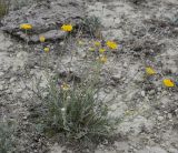 Anthemis trotzkiana