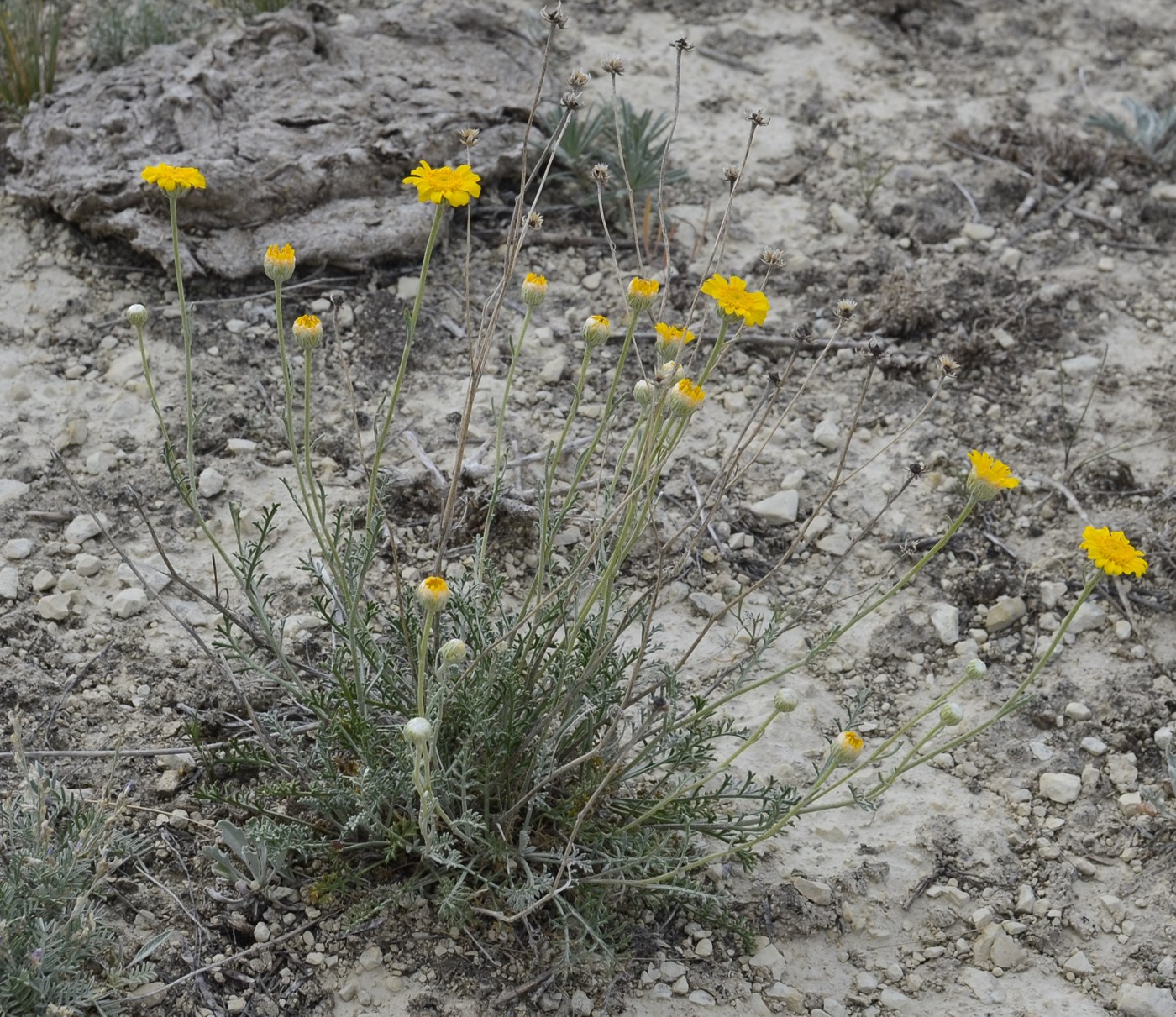 Изображение особи Anthemis trotzkiana.