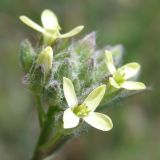 Camelina rumelica