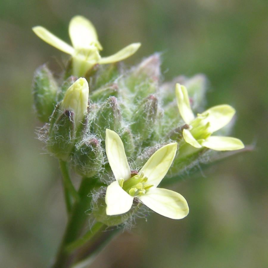 Изображение особи Camelina rumelica.