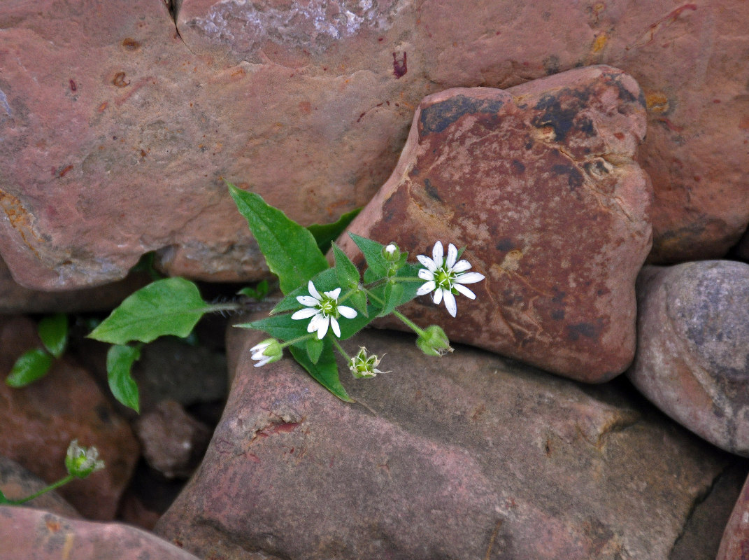 Image of Myosoton aquaticum specimen.