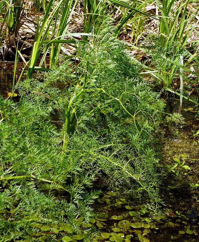 Image of Oenanthe aquatica specimen.