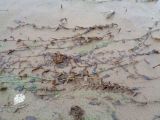 Potamogeton perfoliatus. Растения в состоянии покоя. Тверская обл., Весьегонск, берег р. Молога, отмель. 3 ноября 2018 г.