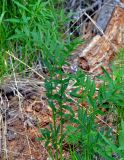 Lathyrus frolovii