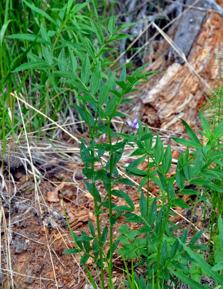 Изображение особи Lathyrus frolovii.