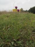 Centaurea scabiosa. Цветущее растение. Беларусь, Гродненская обл., Новогрудский р-н, Кошелевский сельсовет, деревня Кустино, суходольный злаково-разнотравный луг. 05.10.2018.