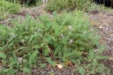 Astragalus subpolaris. Цветущие растения. Финляндия, муниципалитет Савонлинна, окр. туркомплекса Харьюн Портти, берег оз. Пурувеси (прол. Туунаансалми), отсыпка обочины велодорожки. 04.08.2018.
